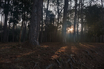 Fototapeta premium evening golden sun rays shining behind many brown tree trunks in wood
