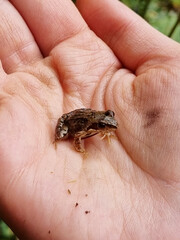 small frog on the palm of a child's hand, close-up