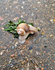 Big garden snail crawling on wet asphalt. Snail Helix pomatia
Snail crawling on the concrete sidewalk.
