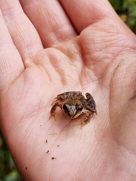 small frog on the palm of a child's hand, close-up