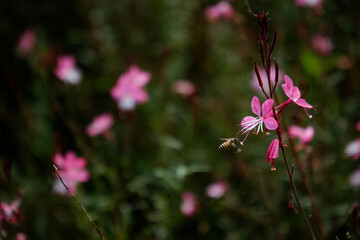 a small bee with pink gaura baby butterfly flower inn natural hill field in sun shin