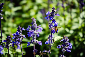 a vivid bee feeding nectar from small purple delphinium flower in wild garden field