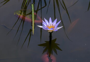 Purple water lily in the pond
