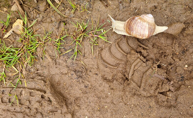 Snail crawling on the ground. Snail crawls on the sand for background and text.