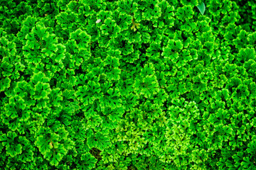 photograph of bush of vivid green meadow spikemoss covering wet moist soil floor