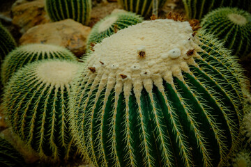 photograph of echinocactus grusonii cactus for background wallpaper