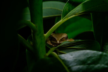 straight face head shot of small tree frog sleeping on green leaf