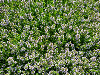 Close-up of blooming thyme for the background. Selective focus