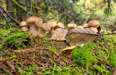 Honey fungus mushrooms on a tree trunk. Natural texture for background.