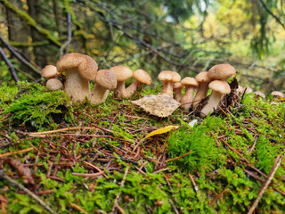 Honey fungus mushrooms on a tree trunk. Natural texture for background.