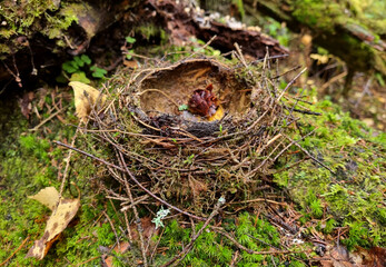 Bird's nest with fallen autumn leaves on the ground in the forest