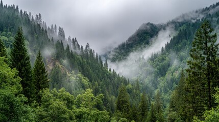 Misty clouds drift over the vibrant green mountains in a tranquil valley. The scene captures the beauty of nature in a serene forest setting during a calm morning.