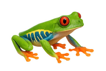 Obraz premium Red-eyed tree frog with red eyes, vibrant green skin, and orange toes on a transparent background