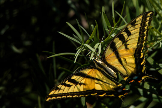 Tiger Swallowtail, Papilio glaucus