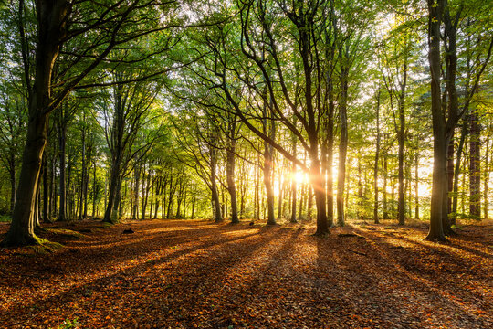 Sunrise forest sunrays through autumn beech trees in Norfolk