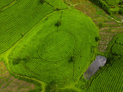 Aerial view of vibrant green tea plantations form mesmerizing concentric patterns, punctuated by scattered trees and a tranquil pond, long coc, Ph&Atilde;&ordm; Th&aacute;&raquo;, Vietnam.