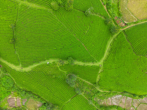 Aerial view of lush, bright green tea plantations, textured like rippling waves, interspersed with natural pathways, Long Coc, Ph&Atilde;&ordm; Th&aacute;&raquo;, Vietnam.