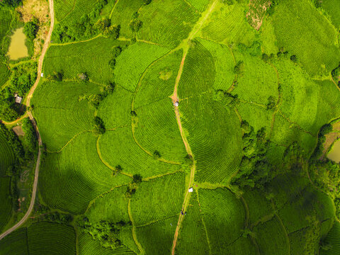 Aerial view of a vibrant green tea plantation, dissected by narrow pathways and dotted with small structures, creating a stunning mosaic of nature and human cultivation, long coc, Ph&Atilde;&ordm; Th&aacute;&raquo;, Vietnam.