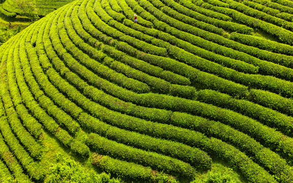 Aerial view of the vibrant green tea plantation terraces cascading down the rolling hills, a solitary figure amidst the lush rows, long coc, Ph&Atilde;&ordm; Th&aacute;&raquo;, Vietnam.