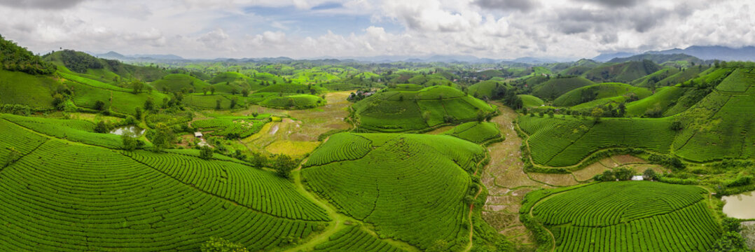Aerial view of rolling hills covered in vibrant green tea plantations meet golden rice paddies under a vast sky, long coc, Ph&Atilde;&ordm; Th&aacute;&raquo;, Vietnam.