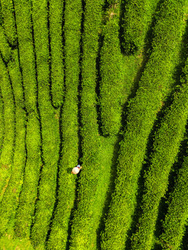 Aerial view of a solitary figure amidst the vivid green tea terraces, creating a mesmerizing pattern on the landscape, long coc, Ph&Atilde;&ordm; Th&aacute;&raquo;, Vietnam.
