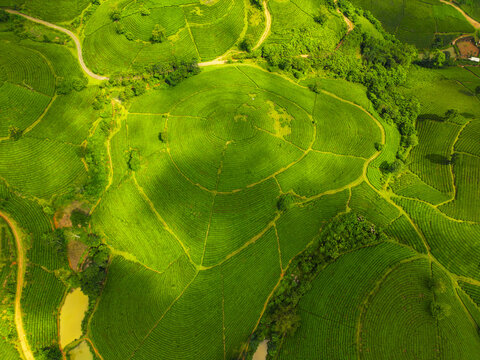 Aerial view of vibrant green tea plantations creating circular patterns amidst lush landscapes, casting shadows and highlighting textures, Long Coc, PhÃº Thá», Vietnam.