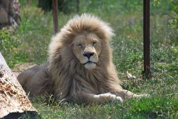 lion in the zoo
