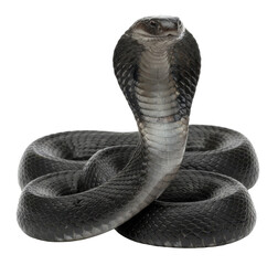 Black Cobra Snake Coiled and Ready to Strike Isolated on Transparent Background