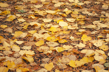 Fallen Yellow Birch Leaves Covering Forest Floor in Autumn Season