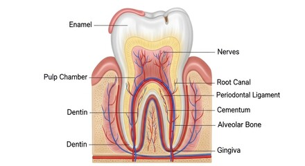 A cross-sectional view of a human tooth with visible internal structures.