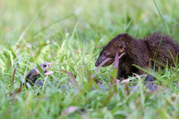 a mongoose is fighting with a cobra snake, Small asian mongoose (Herpestes javanicus) fighting with Javanese cobra on the green grass