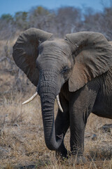 Elephant in the bush of Kruger National Park South Africa