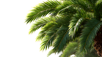 Palm fronds, lush green tones with natural backlight glow, isolated on white background