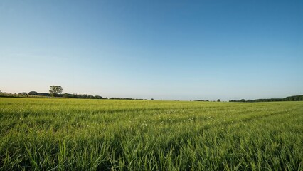 Fototapeta premium Green grass field and blue sky