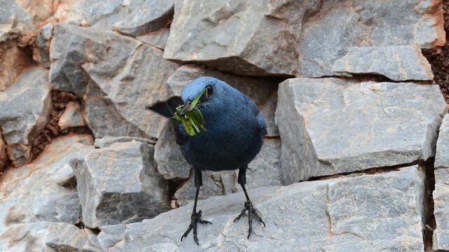 Blue rock thrush male with food in the beak // m&auml;nnliche Blaumerle mit Futter im Schnabel (Monticola solitarius) 