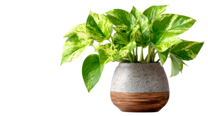 Pothos plant in modern vase, variegated leaves with sheen, natural light, isolated on white background
