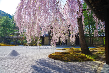 日本の京都にある高台寺のしだれ桜