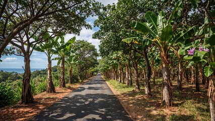 Fototapeta premium Banana route with many gardens with banana trees. Special local variety. Big purple blossoms in the spring.