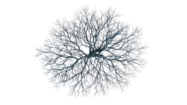 Leafless winter tree with detailed branches top view isolated on a Transparent background, PNG file.