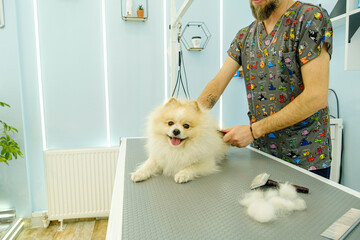 At a pet grooming salon, a middle-aged male groomer is brushing the fur of an adorable Pomeranian...