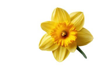 Single yellow daffodil flower with ruffled corona against black background bloom blossom, Png, Isolated on Transparent Background, Cut Out