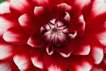 Red and white dahlia flower in close up