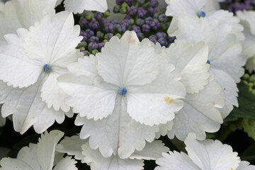 White lacecap Hydrangea flowers in close up