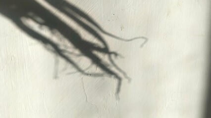 shadow of plant roots