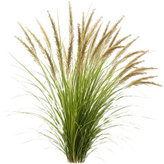 Elegant pampas grass adds natural beauty indoors