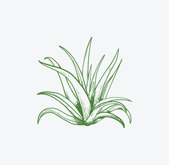 Aloe vera hand drawn vector illustration