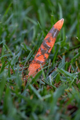 Mutinus Elegans Fungus emerging from grass, commonly known as the Elegant Stinkhorn or Dog Stinkhorn mushroom, growing from the soil