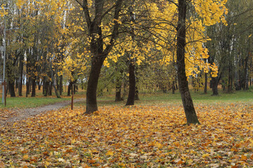 Classic autumn scenery, maple trees with colorful fall foliage, carpet of bright yellow and orange fallen leaves on the ground, evening sunlight