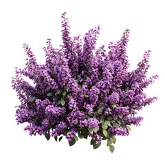 Vibrant Purple Flower Shrubbery Trio on Transparent Background