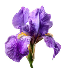 Elegant Purple Iris Flower on White Background